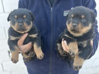 Erkek ve dişi Macar rottweiler