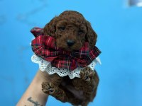 Renk kürk ve ırk garantili toy poodle bebeklerim