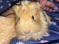 Ginepig sheltie