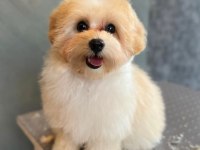 ORJİNAL MALTİPOO YAVRULARIMIZ