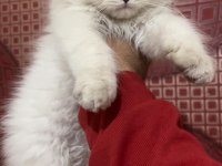 ÜST KALİTE ŞECERELİ BABADAN BRİTİSH LONGHAİR