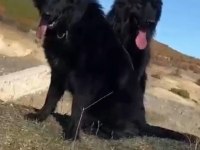 Alman Çoban Köpeği