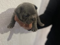 French bulldog yavrularımız