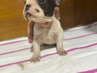 FRENCH BULLDOG YAVRULARIMIZ TEKRARDAN SİZLERLE