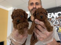WC EGİTİMLİ TOY POODLE YAVRULARIMIZ FENOMEN PETS ANKARA
