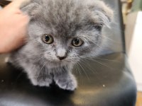 Kızımız 2 Aylık bakabilecek birini arıyoruz scottish fold