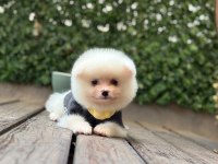 Sevimli Pomeranian
