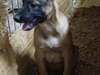 Sağlık Ve Irk Garantili Aşılı Malinoisler