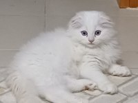 Scottish Fold Bebeklerime Yuva Arıyorum