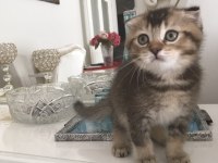 safkan scottish fold