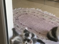2 aylık british longhair ve british shorthair yavru