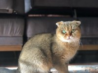 Scottish fold golen NY25 dişi