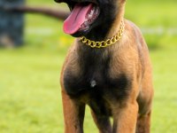 Malinois yavrularda son nokta