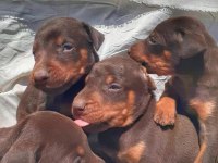 Çevik Doberman Bebekleri