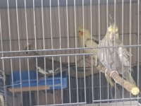 7 TANE SULTAN PAPAĞANI TOPLU UYGUN
