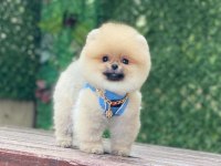 Pomeranian Teddy Face Yavruları