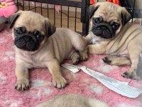 Üst segment güzeler güzeli Pug Mops
