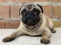 ERKEK A KALİTE PUG EŞLEME TECRÜBELİ