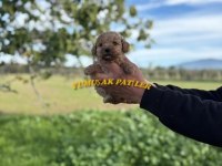 Orijinal Toy Poodle