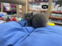 British shorthair Scottish Fold