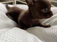 Renk renk chihuahua bebekler