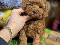 Safkan Toy Poodle