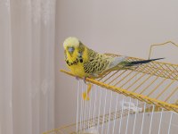 Şov jumbo muhabbet kuşu