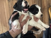 Border collie zeka küpü pofuduk köpekler