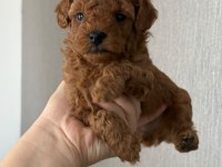 Erkek dişi Bebek suratlı Küçük boy Poodle