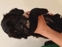 İki aylık terrier yavrusu