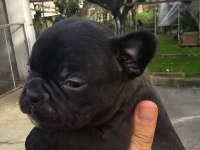 45 günlük 2 erkek ve 3 dişi french bulldog