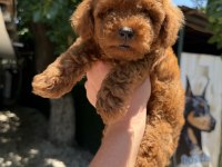 Kilogram Garantili Micro Toy Poodle