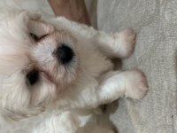 Korekan Maltese Terrier