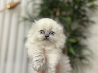 SCOTTISH FOLD LONGHAIR YAVRULARIMIZ