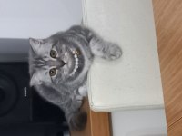 Süper uysal bir abla british shorthair