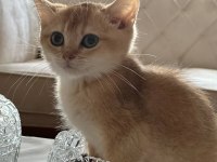 Golden british shorthair yavrular