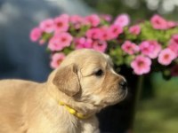 Sevimli golden bebeklerim