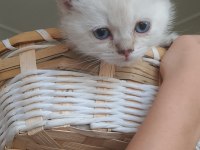 Blue point british shorthair yavrular
