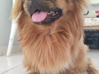Gelin adayı aranıyor pekinez