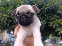 Erkek çiş pedi eğitimli pug bebeğimiz