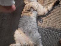 Aşıları tam ve kısırlaştırılmış british shorthair