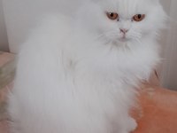 British longhair dişi
