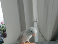 1 yaşında Erkek Forpus papağanı