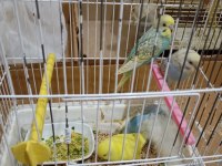 MUHABBET KUŞU YENİ YEME DÜŞMÜŞ