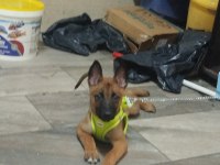 Eğitimli aşıları tam a kalite malinois