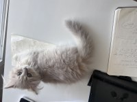 SAFKAN BRITISH LONGHAIR CINNAMON