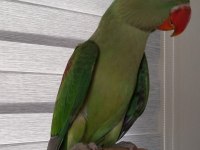 JUMBO BOY YAVRU ERKEK ALEXANDER