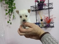 Micro boy 4 erkek chihuahua bebekler