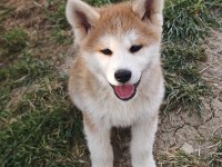 Orijinal Safkan Japon Akita İnu