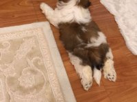 Asil Yavrumuz Shih Tzu